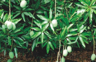 aangan-main-gallery-2